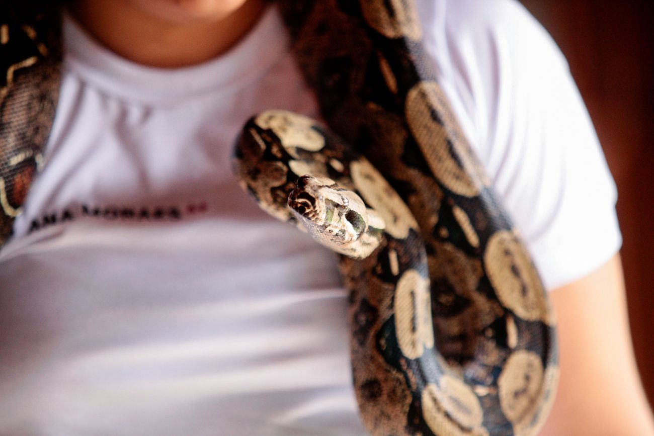 Polícia Ambiental orienta cuidados com cobras em áreas urbanas e reforça o resgate adequado. Foto: Agência Pará