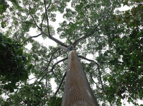 Diante de espécies que já estão presentes no território há mais de 100 anos, acompanhando todas as mudanças e transformações urbanas passadas, não é difícil criar uma memória relacionada a algum espaço da cidade em que elas se fazem presentes. Foto: Celso Rodrigues/ Diário do Pará.
