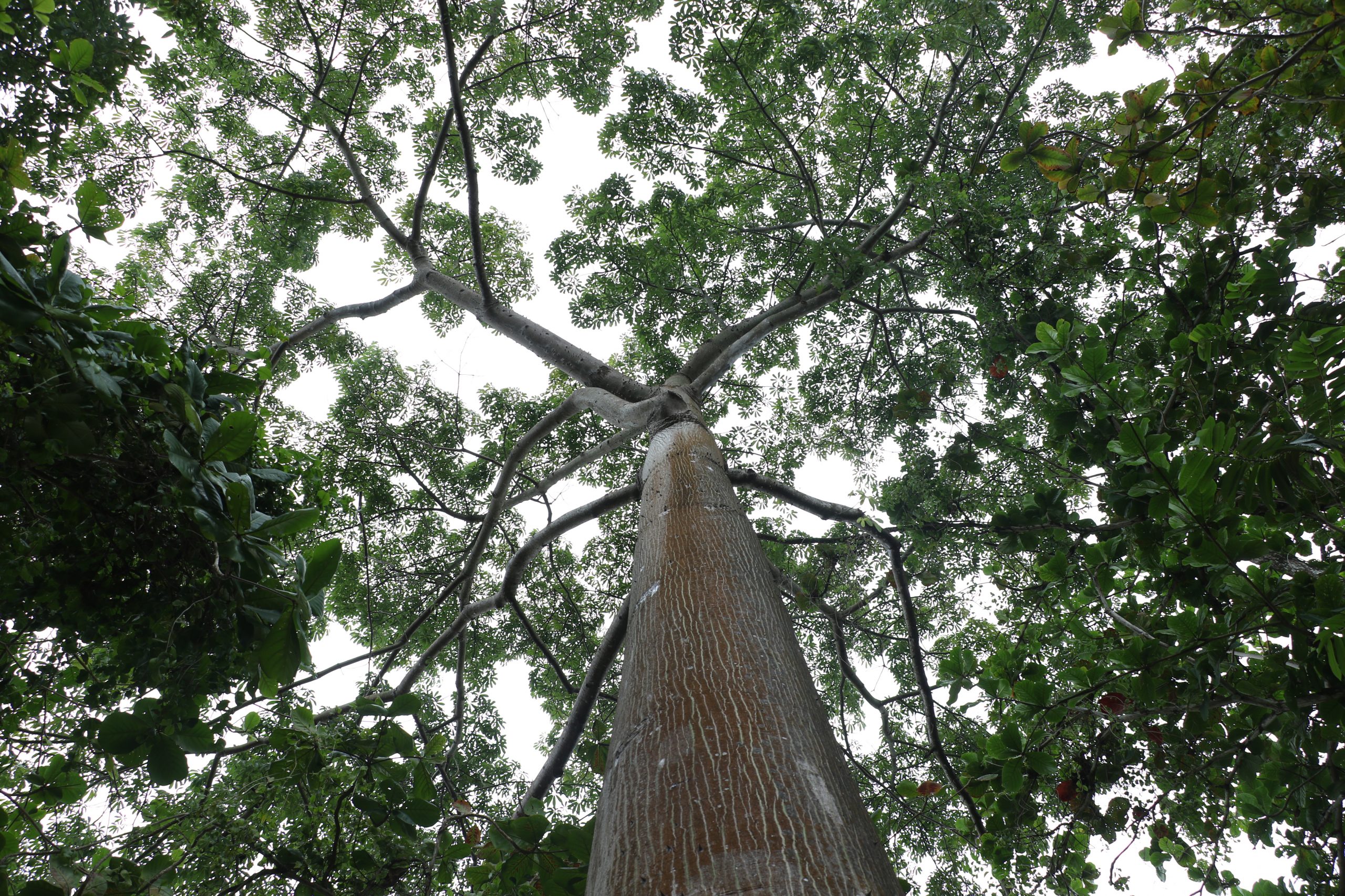 Diante de espécies que já estão presentes no território há mais de 100 anos, acompanhando todas as mudanças e transformações urbanas passadas, não é difícil criar uma memória relacionada a algum espaço da cidade em que elas se fazem presentes. Foto: Celso Rodrigues/ Diário do Pará.