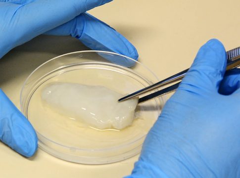 A produção de tecido animal em laboratório é uma tendência mundial. Foto: Lucas Scherer