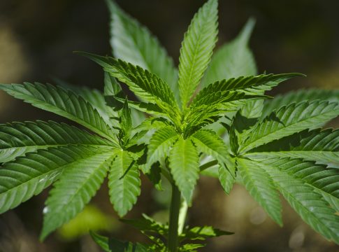 A importação de sementes e o cultivo de cânhamo industrial foram autorizados pelo STJ para fins industriais e medicinais. Saiba mais!