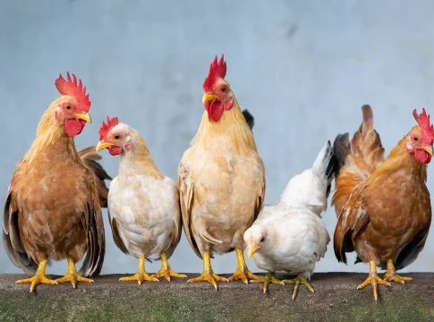 As galinhas pertenciam a um padre e foram furtadas. Foto: Divulgação