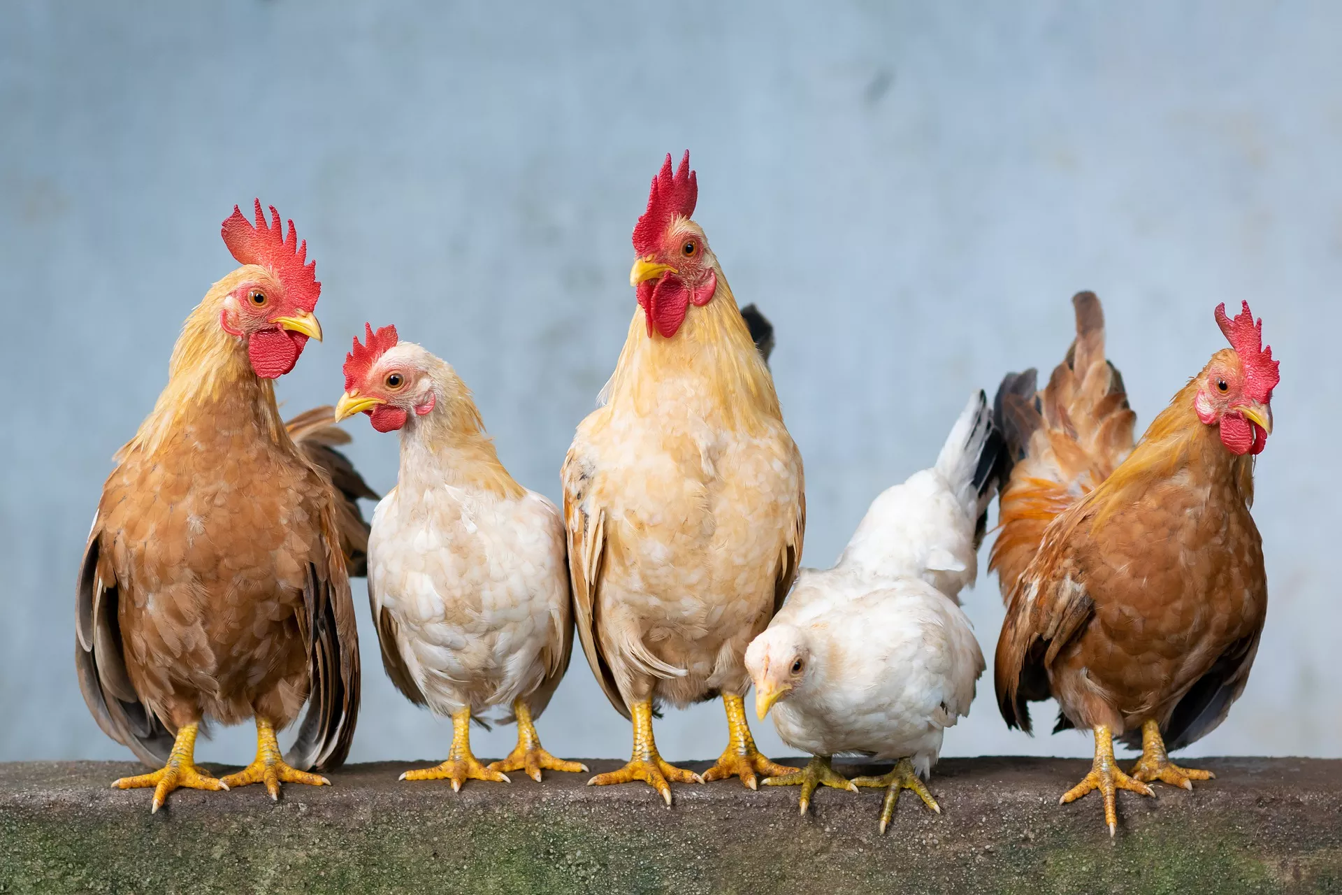 As galinhas pertenciam a um padre e foram furtadas. Foto: Divulgação