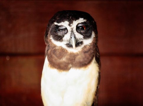 Preservar a fauna silvestre é o principal objetivo da Semas ao acolher esses animais. Foto: Divulgação