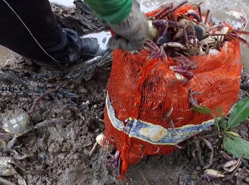 O período do defeso foi criado para proteger os caranguejos na época de reprodução da espécie, quando os animais saem dos manguezais e ficam mais vulneráveis. Foto: Divulgação