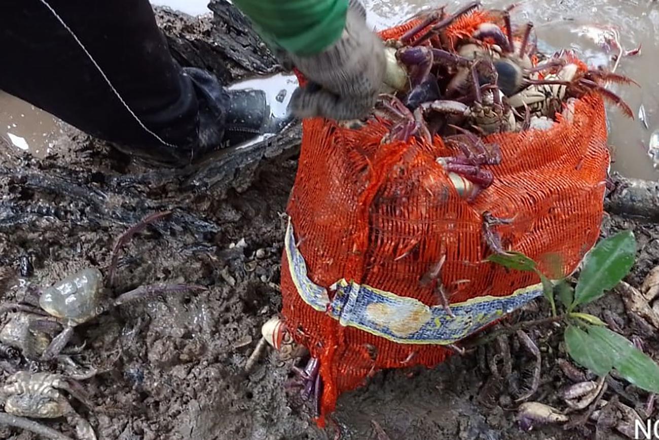 O período do defeso foi criado para proteger os caranguejos na época de reprodução da espécie, quando os animais saem dos manguezais e ficam mais vulneráveis. Foto: Divulgação