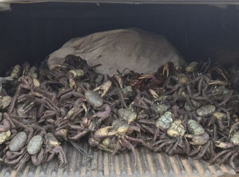 O período do defeso foi criado para proteger os caranguejos na época de reprodução da espécie, quando os animais saem dos manguezais e ficam mais vulneráveis. Foto: Ascom/Semas