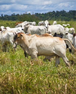  73 milhões de bovinos e bubalinos devem ser vacinados na primeira etapa da campanha. Foto: Bruno Cecim/Ag. Pará