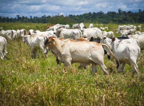  73 milhões de bovinos e bubalinos devem ser vacinados na primeira etapa da campanha. Foto: Bruno Cecim/Ag. Pará