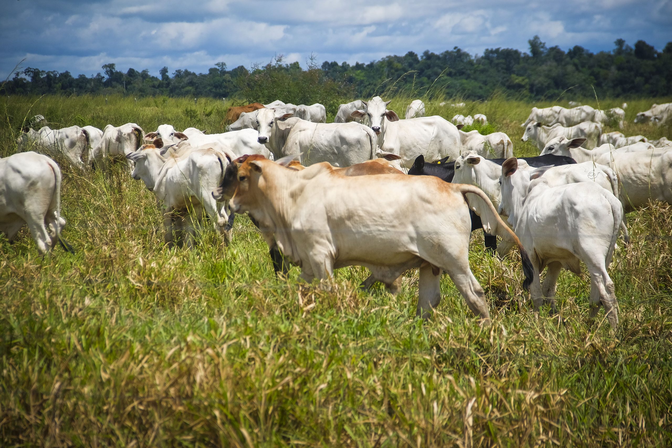  73 milhões de bovinos e bubalinos devem ser vacinados na primeira etapa da campanha. Foto: Bruno Cecim/Ag. Pará