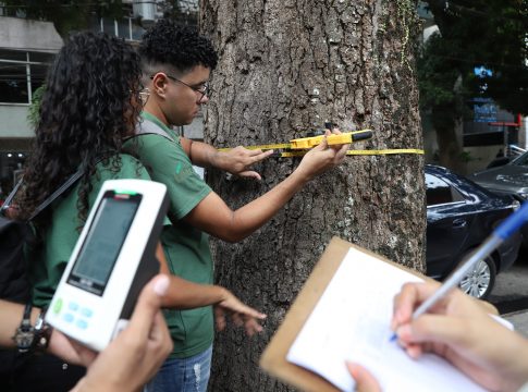 Inclinação das árvores e presença de pragas são observados. Foto-Wagner Santana/Diário do Pará.