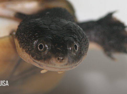 A espécie Mesoclemmys sabiniparaensis, também chamada de Perema-do-Pará, foi encontrada no município de São Geraldo do Araguaia. Foto: Divulgação