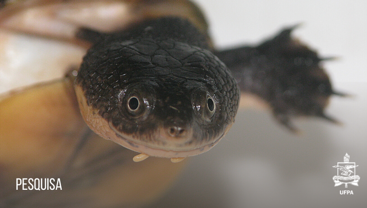 A espécie Mesoclemmys sabiniparaensis, também chamada de Perema-do-Pará, foi encontrada no município de São Geraldo do Araguaia. Foto: Divulgação