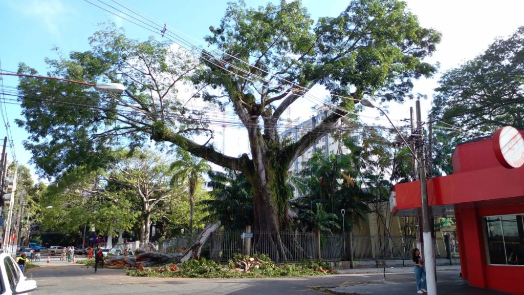 O trabalho de retirada do tronco da samaumeira da Praça Santuário está na fase final, que corresponde à extração das raízes. Foto: Celso Rodrigues