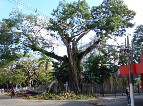 O trabalho de retirada do tronco da samaumeira da Praça Santuário está na fase final, que corresponde à extração das raízes. Foto: Celso Rodrigues