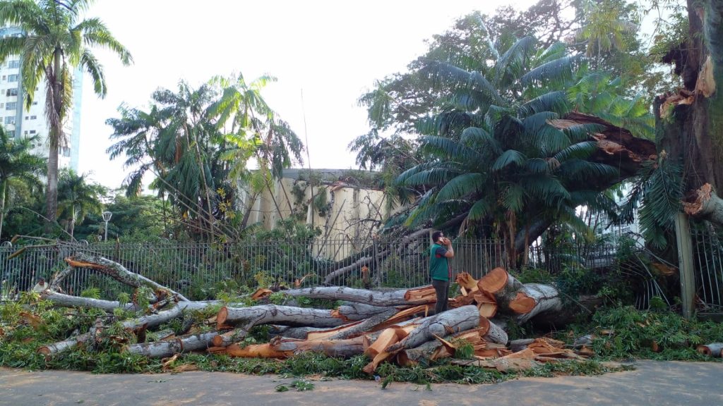 Seis árvores caíram em Belém em 2023. Foto: Celso Rodrigues