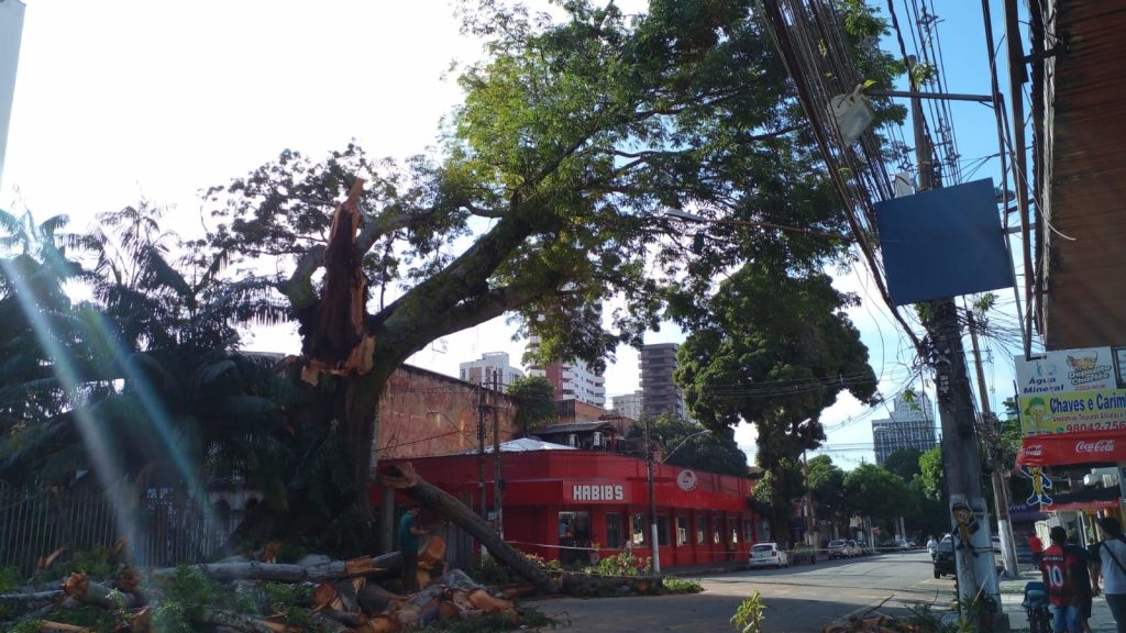 A Semma deverá realizar uma perícia para identificar o que motivou a queda de parte da árvore que mede cerca de 25 metros de altura e tem 150 anos. Foto: Celso Rodrigues