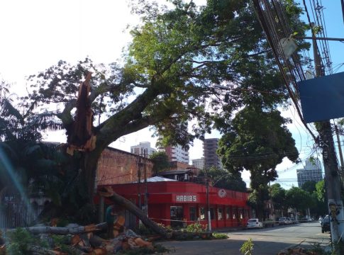 A Semma deverá realizar uma perícia para identificar o que motivou a queda de parte da árvore que mede cerca de 25 metros de altura e tem 150 anos. Foto: Celso Rodrigues