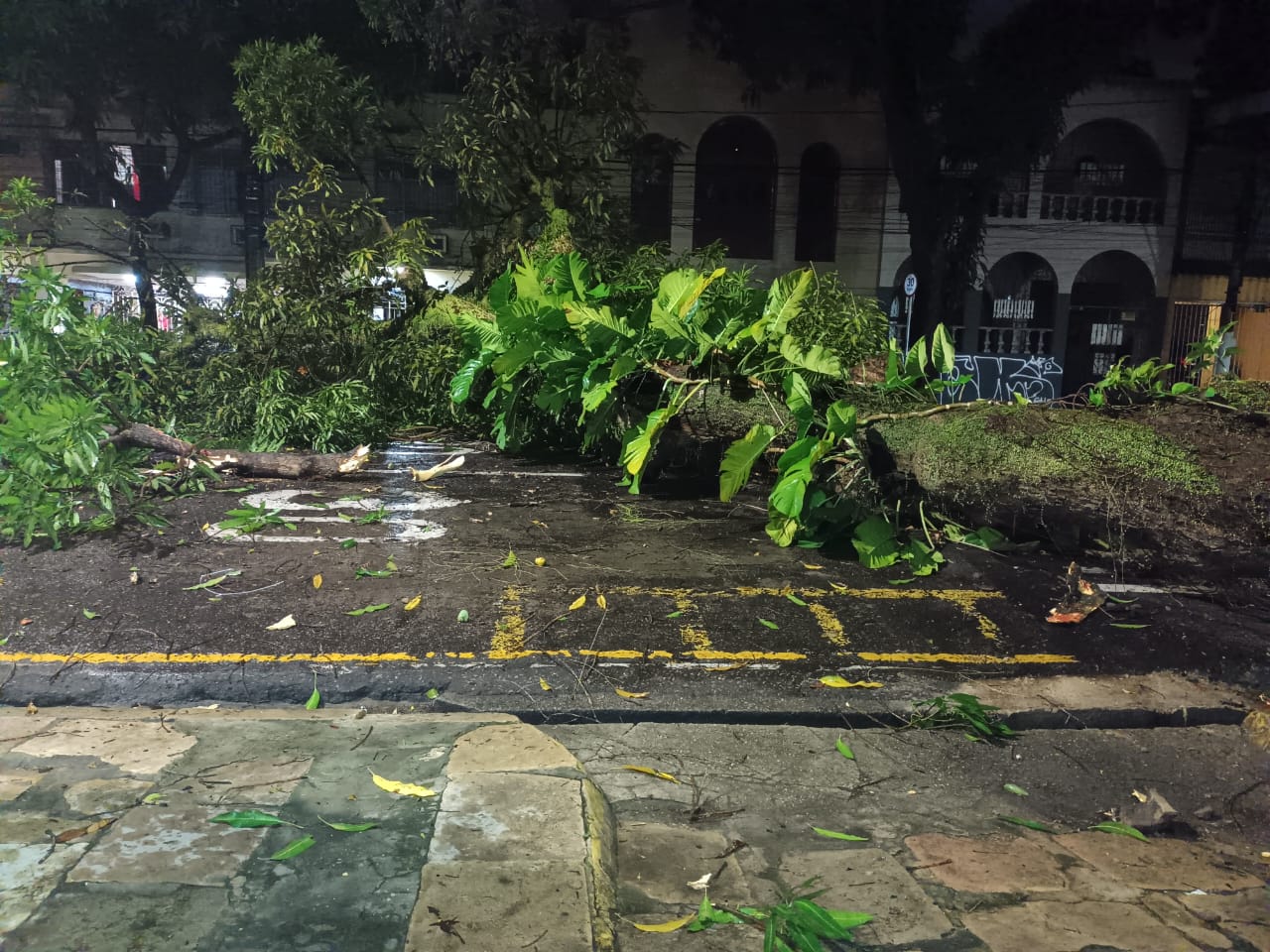 A mangueira caiu na noite de ontem. Foto: Alexandre Nascimento/Diário do Pará