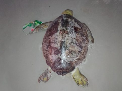 MPPA expede recomendação para proteção das tartarugas na época de desova e nascimento na praia do Atalaia. Foto: Divulgação