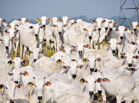 Há dois anos que o Brasil não registra nenhum caso. Os últimos foram no Mato Grosso e Minas Gerais. Foto: Ney Marcondes/divulgação