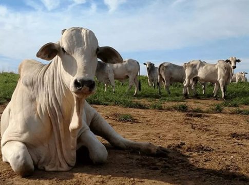 Agência de Defesa Agropecuária do Estado do Pará (Adepará) quer vacinar rebanhos bovinos e bubalinos de 0 a 24 meses de idade. Foto: Divulgação