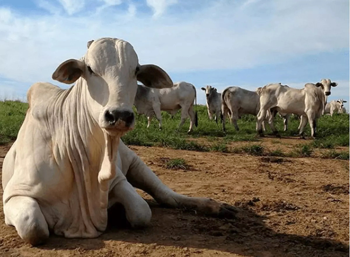 Agência de Defesa Agropecuária do Estado do Pará (Adepará) quer vacinar rebanhos bovinos e bubalinos de 0 a 24 meses de idade. Foto: Divulgação