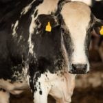 Descubra a inspiradora história de Mootilda, a vaca que fugiu de um matadouro e encontrou um novo lar, mobilizando uma comunidade em defesa dos direitos dos animais.