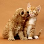 O Projeto de Lei 2213/24 substitui o termo "dono" por "humano responsável" em cadastro, fichas e registros de animais de estimação.