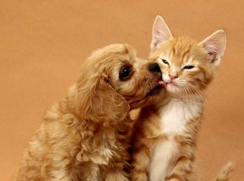 O Projeto de Lei 2213/24 substitui o termo "dono" por "humano responsável" em cadastro, fichas e registros de animais de estimação.