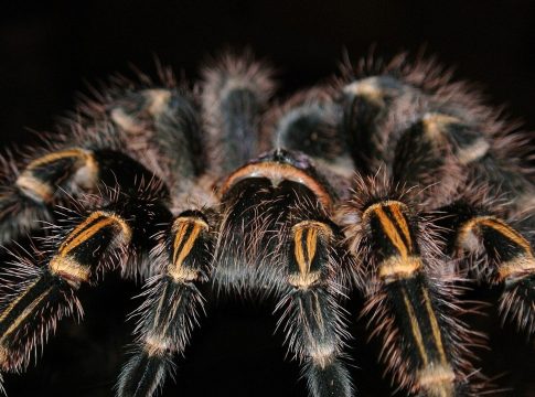 A Justiça do Trabalho de Minas Gerais condenou uma produtora de celulose a indenizar em R$ 5.000 um trabalhador demitido depois de ter sido diagnosticado com aracnofobia -fobia ou medo extremo de aranhas. Foto: Divulgação