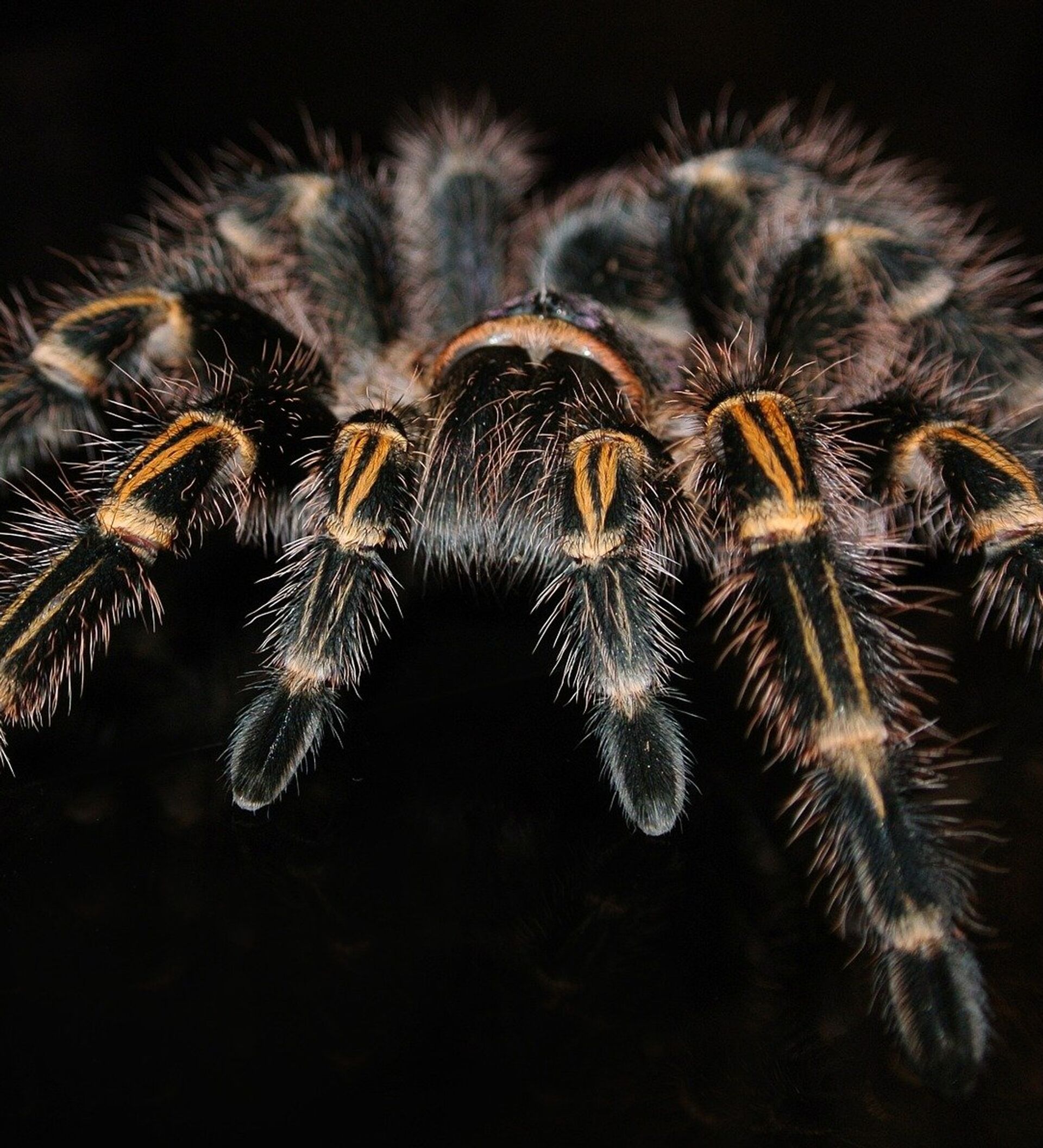 A Justiça do Trabalho de Minas Gerais condenou uma produtora de celulose a indenizar em R$ 5.000 um trabalhador demitido depois de ter sido diagnosticado com aracnofobia -fobia ou medo extremo de aranhas. Foto: Divulgação