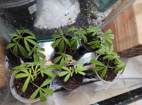 O consumo de maconha por mulheres grávidas aumenta o risco de complicações à saúde da gestação. Foto: Divulgação