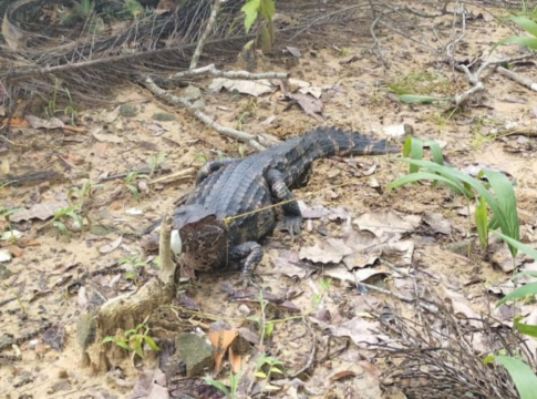 O animal foi encontrado dentro das dependências da escola estadual Palmira Gabriel. Foto: BPA