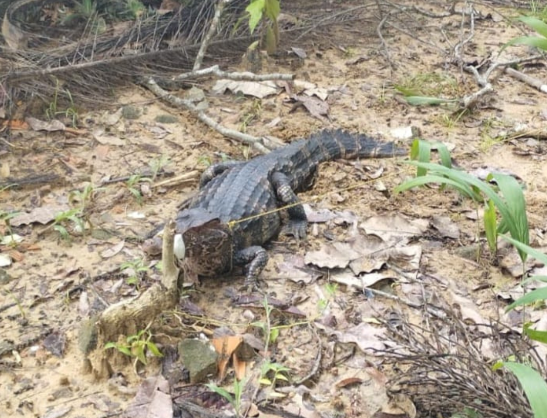 O animal foi encontrado dentro das dependências da escola estadual Palmira Gabriel. Foto: BPA