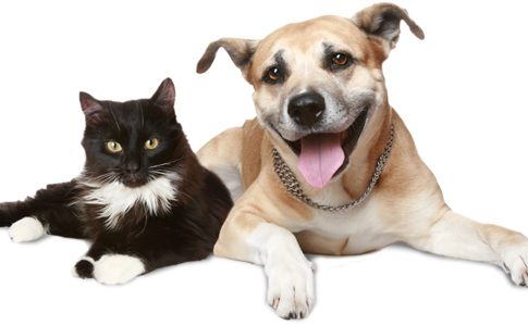 A Secretaria de Articulação da Cidadania (Seac) realiza, nesta quinta-feira (14), a partir das 9h, uma programação alusiva ao Dia Nacional dos Animais