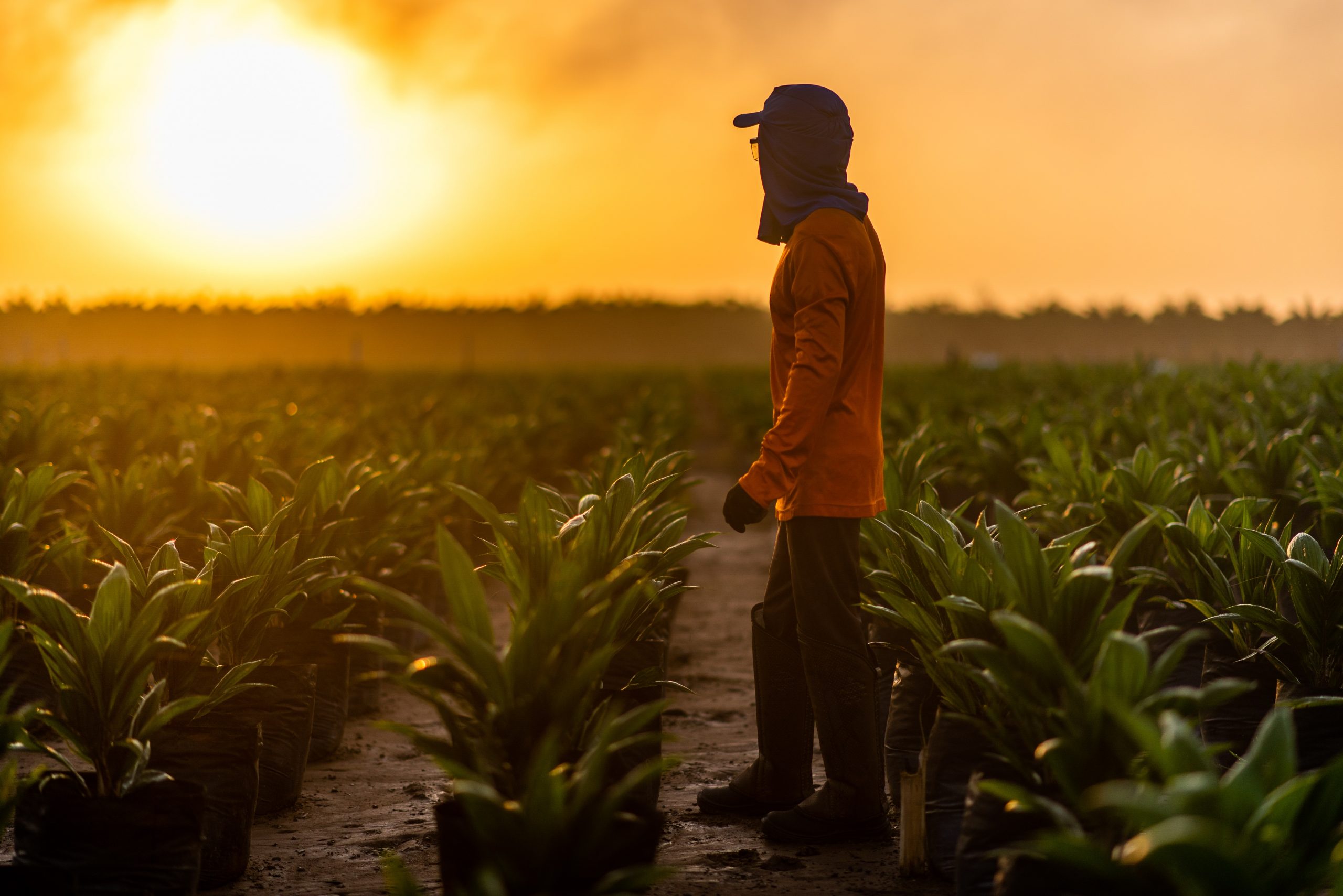 Agropalma apresenta seu novo Relatório de Sustentabilidade