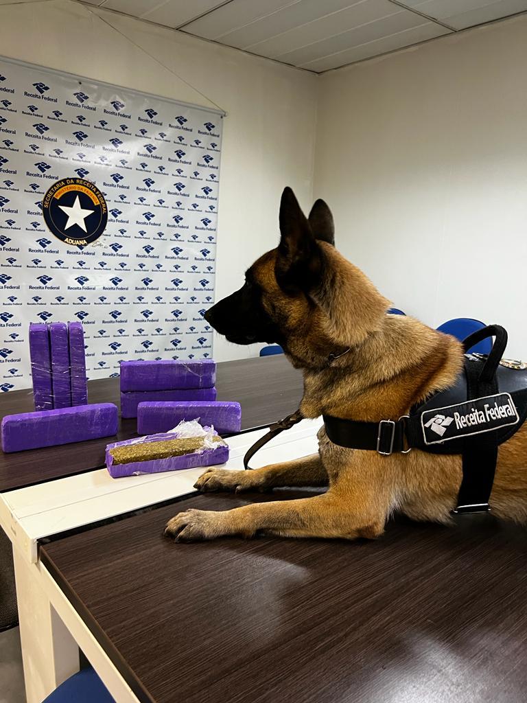 A apreensão foi realizada na última segunda feira (06) pela equipe K9 da Alfândega de Belém e contou com a ajuda de um cão. Foto: Divulgação