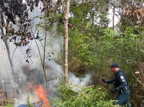 Parte das plantas foi destruída no local e a outra apresentada na Delegacia de Polícia Civil. Foto: PMPA