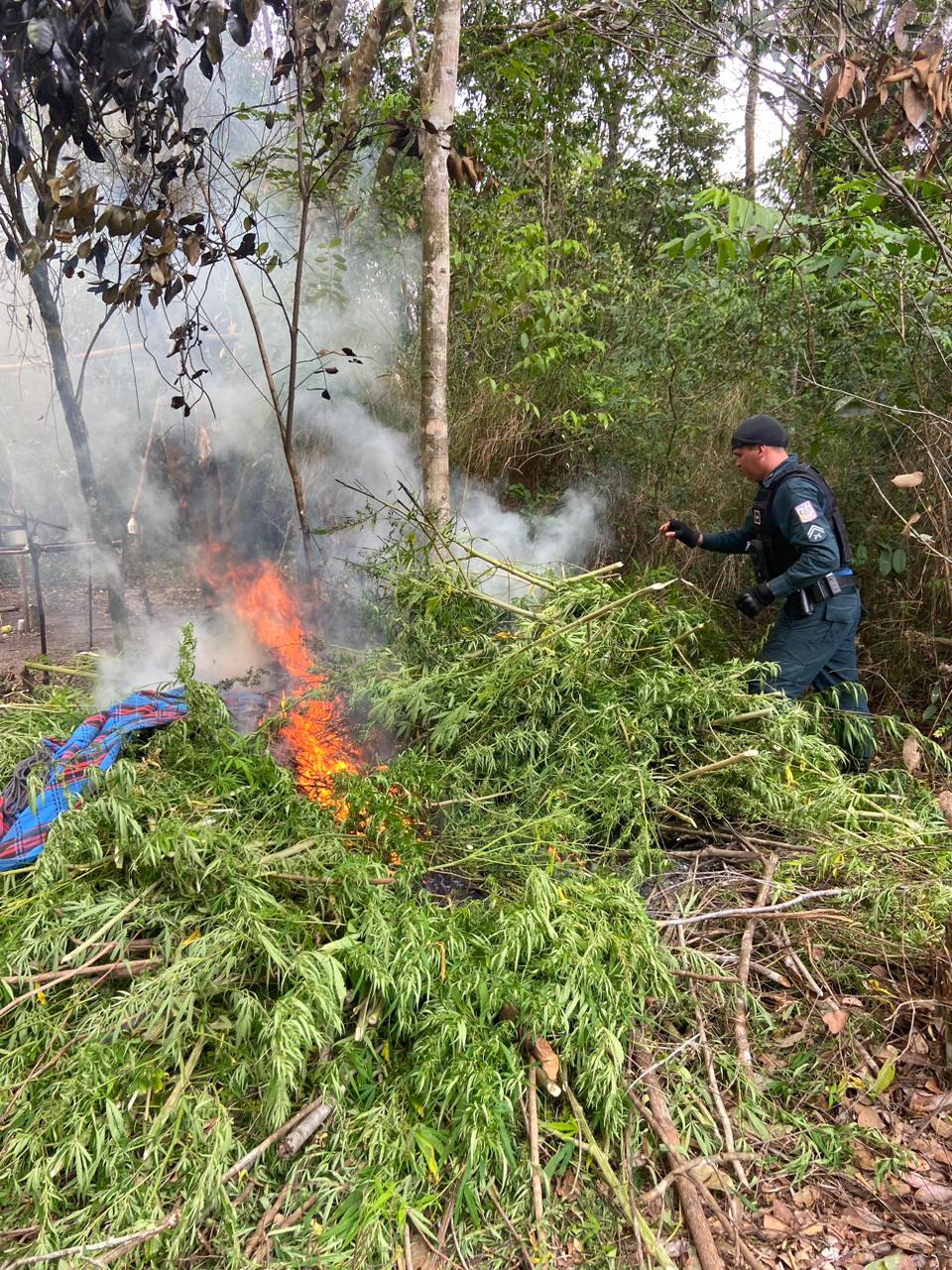 Parte das plantas foi destruída no local e a outra apresentada na Delegacia de Polícia Civil. Foto: PMPA