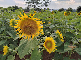 Campo de girassóis do Bloemen Park. Foto: Luiz Octávio Lucas