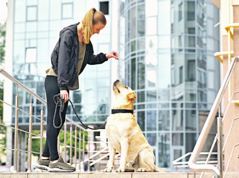 Alguns condomínios precisam atualizar suas normas para facilitar a permanência dos animais em algumas áreas, junto com seus tutores. O bom senso sempre ajuda.