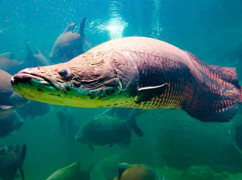 O peixe gigante e se espalhou por rios e lagos de estados como Bahia, Piauí e São Paulo. Foto: Divulgação