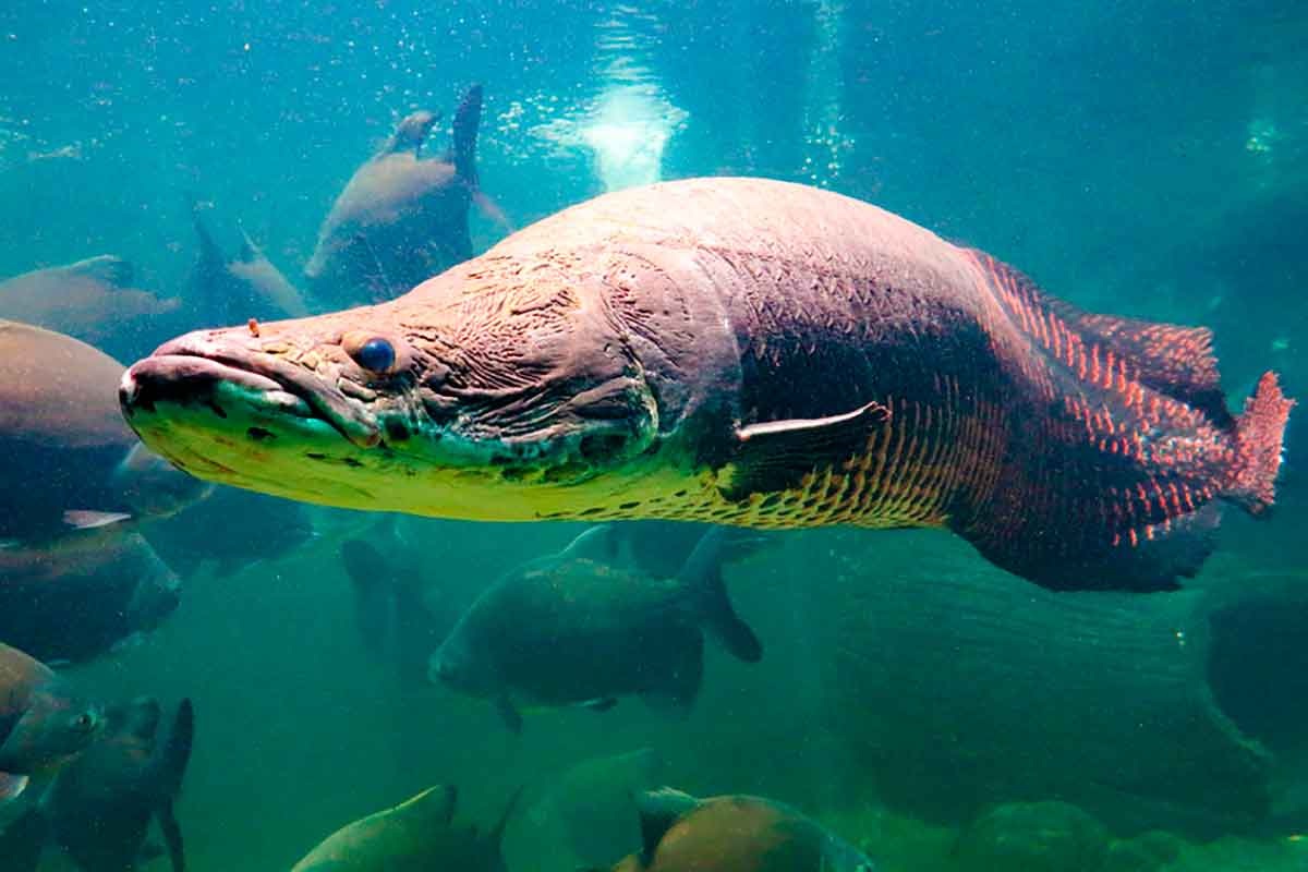 O peixe gigante e se espalhou por rios e lagos de estados como Bahia, Piauí e São Paulo. Foto: Divulgação