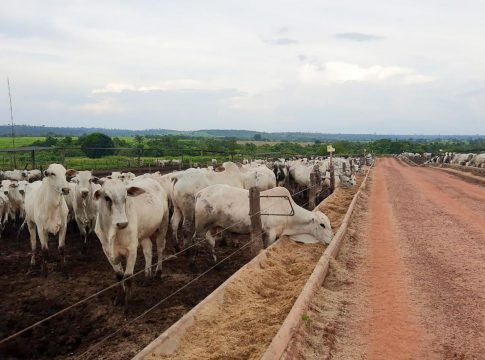 As vendas de carne bovina brasileira para a China foram suspensas voluntariamente pelas autoridades brasileiras em 23 de fevereiro, após a descoberta de um caso atípico da doença da vaca louca no Pará. Foto: Divulgação
