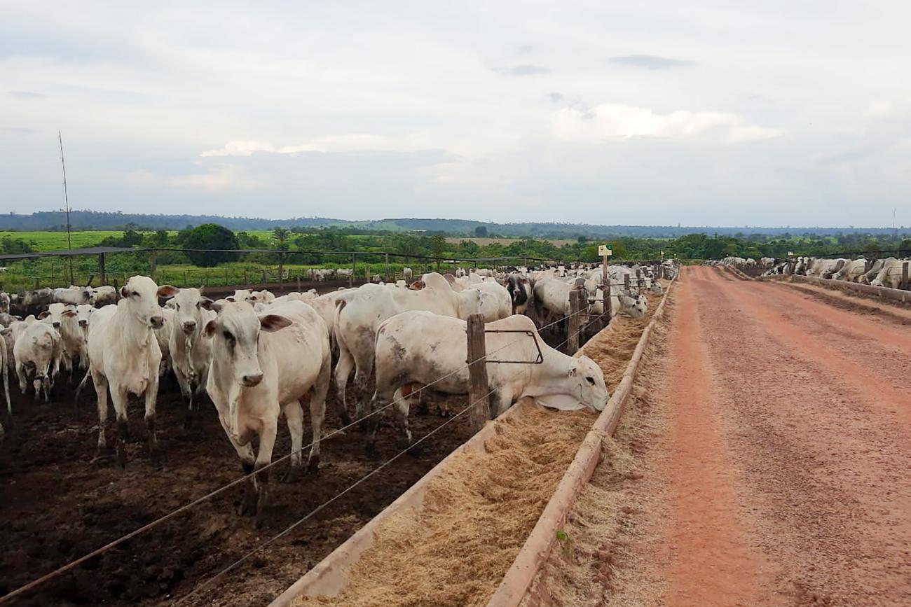 As vendas de carne bovina brasileira para a China foram suspensas voluntariamente pelas autoridades brasileiras em 23 de fevereiro, após a descoberta de um caso atípico da doença da vaca louca no Pará. Foto: Divulgação