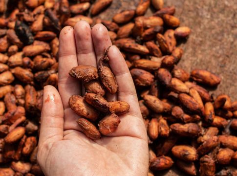 O objetivo do evento é estimular o intercâmbio de experiências e a exposição de oportunidades de setores relacionados à  bioeconomia na Amazônia. Foto: Divulgação