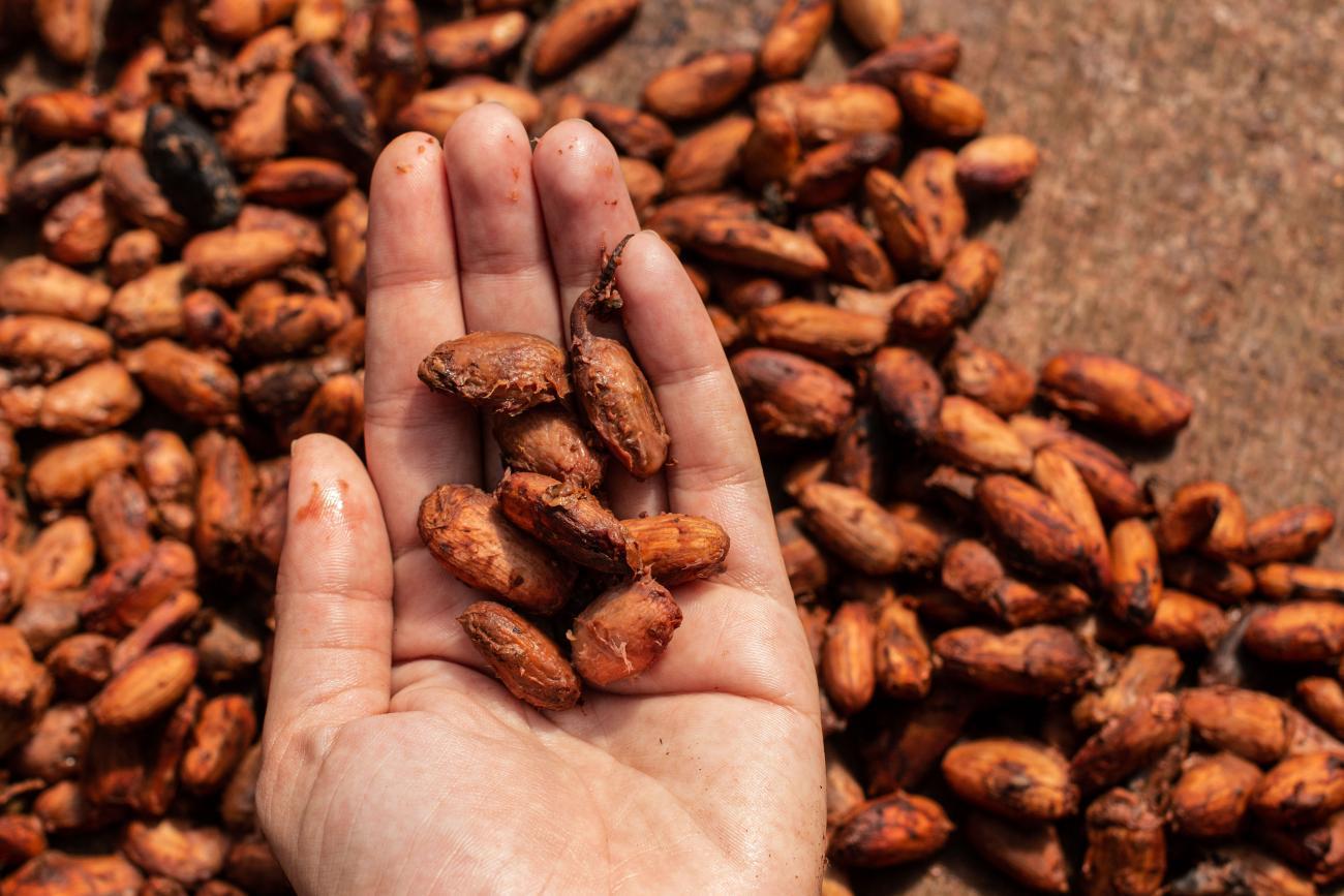 O objetivo do evento é estimular o intercâmbio de experiências e a exposição de oportunidades de setores relacionados à  bioeconomia na Amazônia. Foto: Divulgação