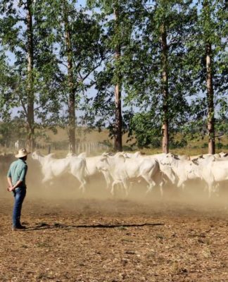 O Pará possui o segundo maior rebanho bovino do País, com 26.754.388 animais. Foto: Divulgação