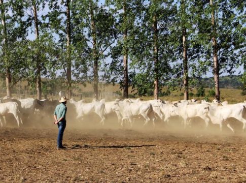 O Pará possui o segundo maior rebanho bovino do País, com 26.754.388 animais. Foto: Divulgação